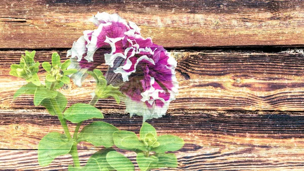 Zbliżenie Kwiatów Petunii Tle Starej Ściany Drewnianego Domu Letni Dzień — Zdjęcie stockowe