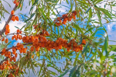 Bahçede bir yaz günü beyaz bulutlu mavi gökyüzüne karşı sarı dutlu bir deniz dikenli dalın yakın çekim görüntüsü..