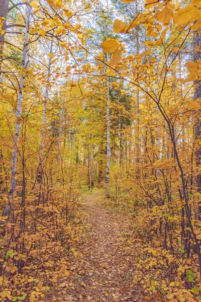 Sentier Forestier Paysager Par Une Journée Ensoleillée Automne Long Laquelle — Photo