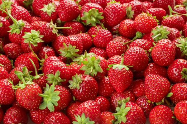 Tas Fraise Rouge Mûre Fraîche Comme Fond Texturé Photos De Stock Libres De Droits