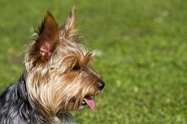 köpek sahibini bekliyor