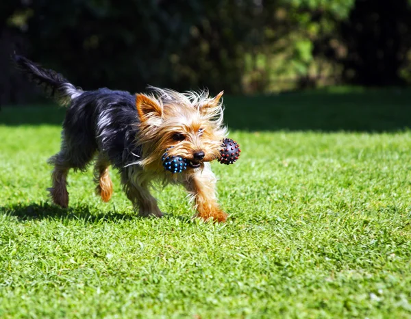 Ein kleiner Hund mit einem Knochenspielzeug — Stockfoto