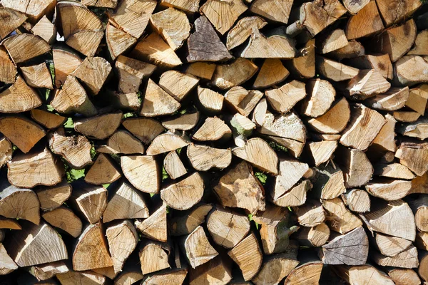 Textura del árbol — Foto de Stock