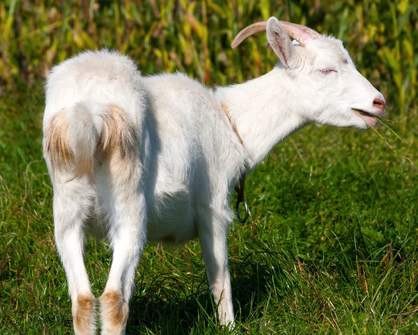 Yemek zamanı