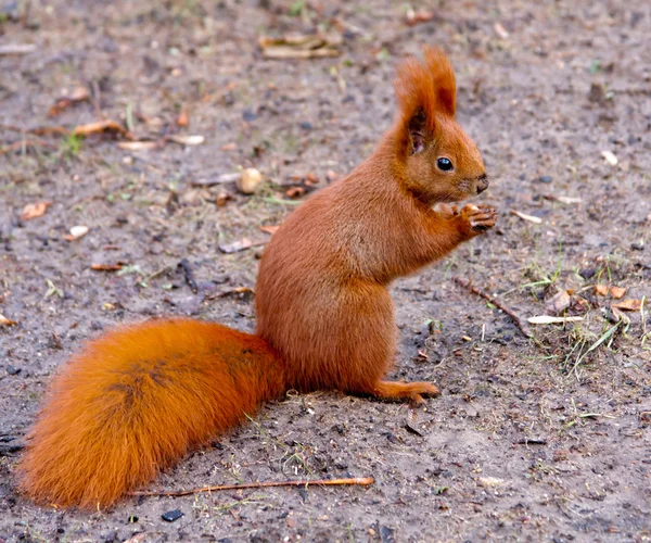 Eichhörnchen mit Erdnuss — Stockfoto