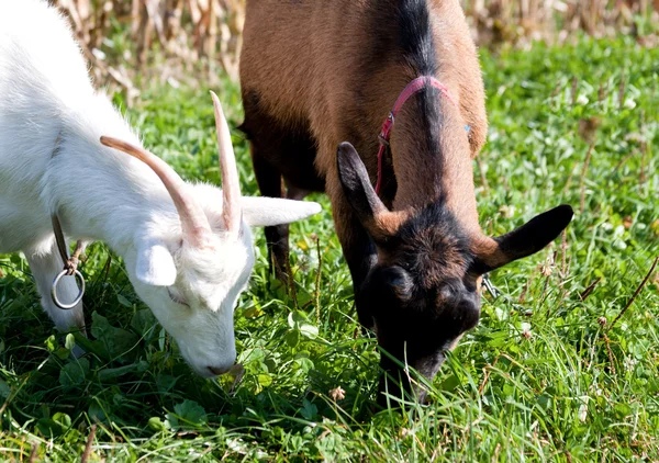 Голодні кози на спільну їжу — стокове фото