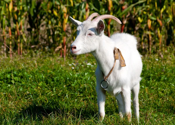 Ziege auf der Wiese Stockbild