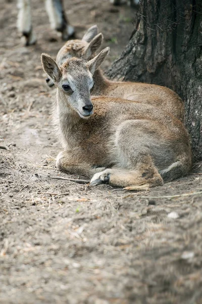 Szibériai Ibex Capra Sibirica Szintén Altai Vagy Gobi Ibex Közép — Stock Fotó