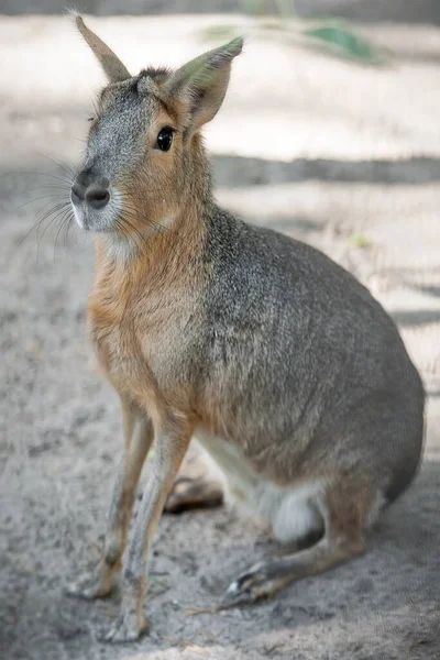 Patagonian Mara Dolichotis Patagonum Относительно Крупный Грызун Рода Мары Dolichotis — стоковое фото