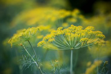 Taze dereotu (Anethum graveolens) sebze yatağında yetişir. Yıllık bitki, Apiaceae ailesi. Taze otlar yetiştiriyoruz. Bahçedeki yeşil bitkiler, sağlıklı gıda konsepti üretmek için ekolojik tarım