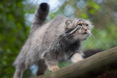 Pallas 'ın kedisi (Otocolobus manul). Manul, Orta Asya 'nın otlaklarında ve dağlık bozkırlarında yaşamaktadır. Ağacın dallarındaki sevimli, tüylü yetişkin manulunun portresi.