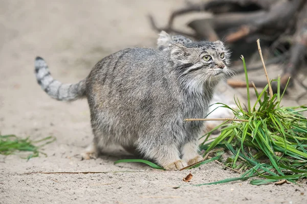 パラスの猫 オトコロブス マニュアル マヌルは中央アジアの草原やモンタネの草原に住んでいます お母さんとのかわいい赤ちゃんマニュアル 学習プロセス 小さな野生の子猫 第一歩 — ストック写真