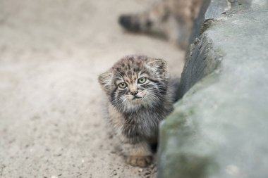 Pallas 'ın kedisi (Otocolobus manul). Manul, Orta Asya 'nın otlaklarında ve dağlık bozkırlarında yaşamaktadır. Küçük şirin bebek manulü. Öğrenme süreci. Küçük vahşi kedi yavrusu. İlk adım
