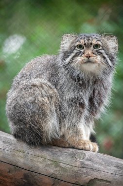 Pallas 'ın kedisi (Otocolobus manul). Manul, Orta Asya 'nın otlaklarında ve dağlık bozkırlarında yaşamaktadır. Şirin, tüylü yetişkin manulunun portresi. Avlanma içgüdüsü