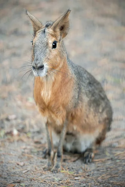 Patagonian Mara Dolichotis Patagonum Είναι Ένα Σχετικά Μεγάλο Τρωκτικό Του — Φωτογραφία Αρχείου