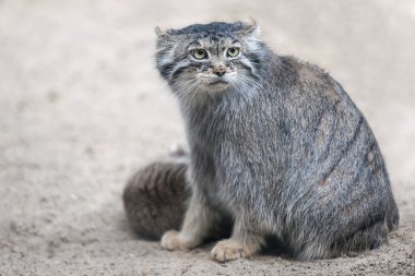 Pallas 'ın kedisi (Otocolobus manul). Manul, Orta Asya 'nın otlaklarında ve dağlık bozkırlarında yaşamaktadır. Annesiyle küçük şirin bebek manulü. Öğrenme süreci. Küçük vahşi kedi yavrusu. İlk adımlar
