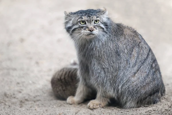 パラスの猫 オトコロブス マニュアル マヌルは中央アジアの草原やモンタネの草原に住んでいます お母さんとのかわいい赤ちゃんマニュアル 学習プロセス 小さな野生の子猫 第一歩 — ストック写真