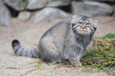 Pallas 'ın kedisi (Otocolobus manul). Manul, Orta Asya 'nın otlaklarında ve dağlık bozkırlarında yaşamaktadır. Kumun üzerindeki sevimli tüylü yetişkin manulunun portresi. Avlanma içgüdüsü