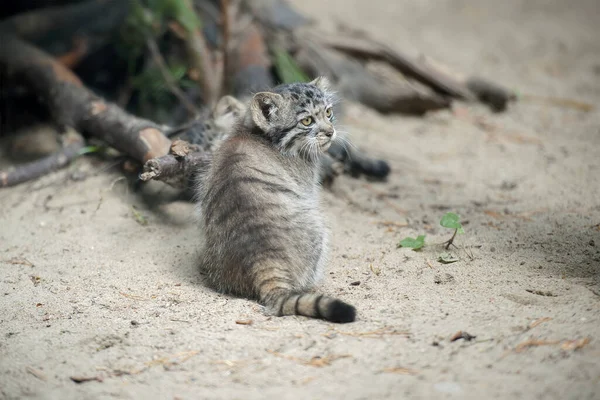 Pallas Katze Otocolobus Manul Manul Lebt Grasland Und Den Bergsteppen — Stockfoto