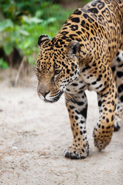 Jaguar (Panthera onca) vahşi kedi türü, Panthera cinsi Amerika 'ya özgü. Yeni Dünya 'nın en büyük kedi türü ve dünyanın en büyük üçüncü türü.