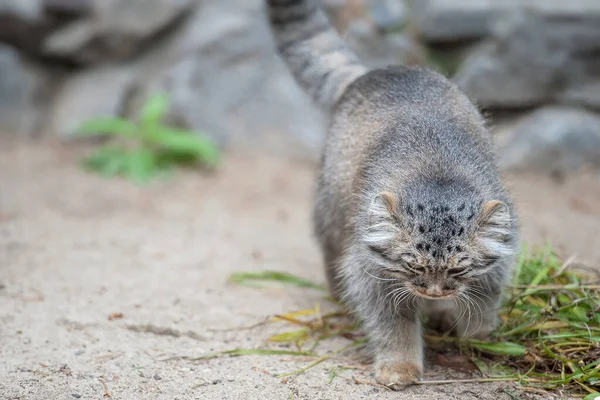 パラスの猫 オトコロブス マニュアル マヌルは中央アジアの草原やモンタネの草原に住んでいます 可愛い毛皮の大人の男性の肖像画 狩りの本能 — ストック写真