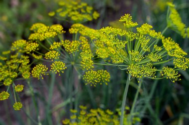 Taze dereotu (Anethum graveolens) sebze yatağında yetişir. Yıllık bitki, Apiaceae ailesi. Taze otlar yetiştiriyoruz. Bahçedeki yeşil bitkiler, sağlıklı gıda konsepti üretmek için ekolojik tarım