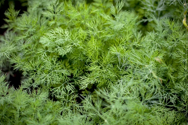 野菜のベッドの上で成長している新鮮なディル Anthum Graveolens 年次ハーブ 科アピア科 新鮮なハーブの栽培 庭の緑の植物 健康的な食品の概念を生産するための生態農業 — ストック写真