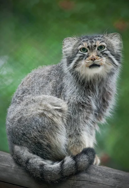 Kucing Pallas Otocolobus Manul Manul Tinggal Padang Rumput Dan Stepa — Stok Foto