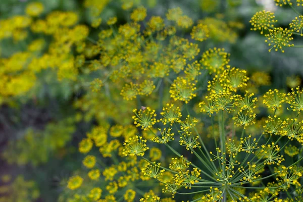 Färsk Dill Anethum Graveolens Som Växer Grönsakssängen Ärlig Ört Familjen — Stockfoto