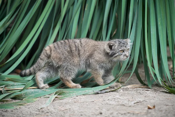 パラスの猫 オトコロブス マニュアル マヌルは中央アジアの草原やモンタネの草原に住んでいます かわいい赤ちゃんのマニュアル 学習プロセス 小さな野生の子猫 第一歩 — ストック写真
