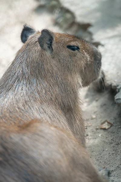 Närbild Porträtt Söt Capybara Hydrochoerus Hydrochaeris — Stockfoto