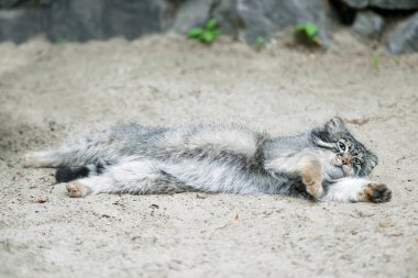 Pallas 'ın kedisi (Otocolobus manul). Manul, Orta Asya 'nın otlaklarında ve dağlık bozkırlarında yaşamaktadır. Şirin tüylü yetişkin manulü. Vahşi bir kedi sırt üstü uzanıyor ve patileri havada uyuyor.