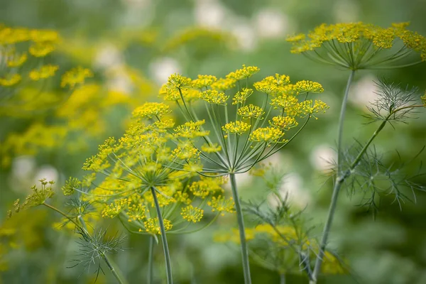Taze dereotu (Anethum graveolens) sebze yatağında yetişir. Yıllık bitki, Apiaceae ailesi. Taze otlar yetiştiriyoruz. Bahçedeki yeşil bitkiler sağlıklı gıda konsepti üretmek için ekolojik tarım