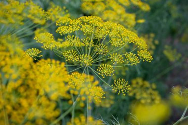 Taze dereotu (Anethum graveolens) sebze yatağında yetişir. Yıllık bitki, Apiaceae ailesi. Taze otlar yetiştiriyoruz. Bahçedeki yeşil bitkiler sağlıklı gıda konsepti üretmek için ekolojik tarım