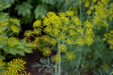 Taze dereotu (Anethum graveolens) sebze yatağında yetişir. Yıllık bitki, Apiaceae ailesi. Taze otlar yetiştiriyoruz. Bahçedeki yeşil bitkiler sağlıklı gıda konsepti üretmek için ekolojik tarım