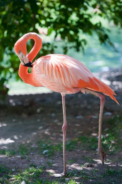 Flamingo Americano Phoenicopterus Ruber Flamingo Caribenho Pássaro Grande Relaxante Apreciando — Fotografia de Stock