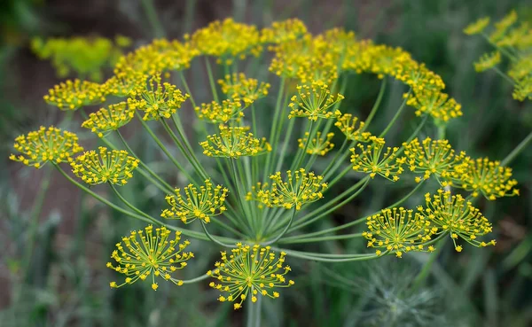 Taze dereotu (Anethum graveolens) sebze yatağında yetişir. Yıllık bitki, Apiaceae ailesi. Taze otlar yetiştiriyoruz. Bahçedeki yeşil bitkiler, sağlıklı gıda konsepti üretmek için ekolojik tarım