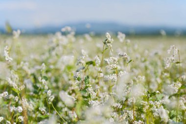 Mavi gökyüzünün arka planında tarımsal alanda büyüyen beyaz buğday çiçeklerine (Fagopyrum esculentum) yakın durun. Güneşli yaz günü