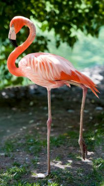 Amerikan flamingosu (Phoenicopterus ruber) veya Karayip flamingosu. Büyük kuş yaz tatilinin tadını çıkarıyor. Doğa yeşil arkaplan