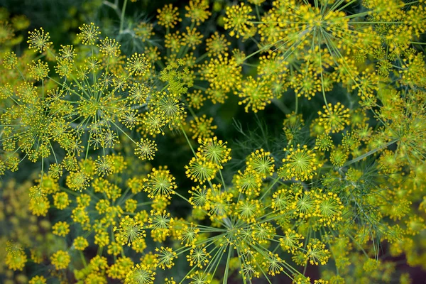 Fresh Dill Anethum Graveolens Growing Vegetable Bed Annual Herb Family — Stock Photo, Image