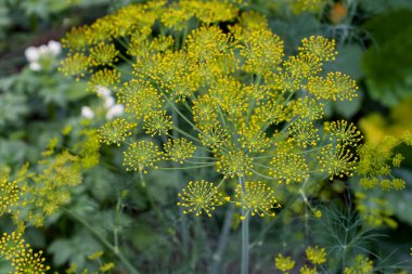 Taze dereotu (Anethum graveolens) sebze yatağında yetişir. Yıllık bitki, Apiaceae ailesi. Taze otlar yetiştiriyoruz. Bahçedeki yeşil bitkiler, sağlıklı gıda konsepti üretmek için ekolojik tarım