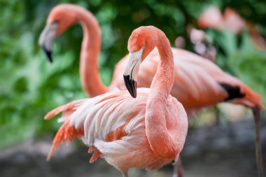 Amerikan flamingosu (Phoenicopterus ruber) veya Karayip flamingosu. Büyük kuş yaz tatilinin tadını çıkarıyor. Doğa yeşil arkaplan