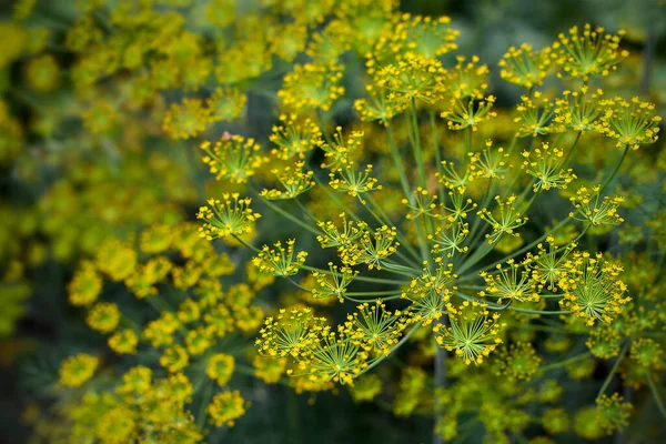 Eneldo Fresco Anethum Graveolens Creciendo Lecho Vegetal Hierba Anual Familia —  Fotos de Stock