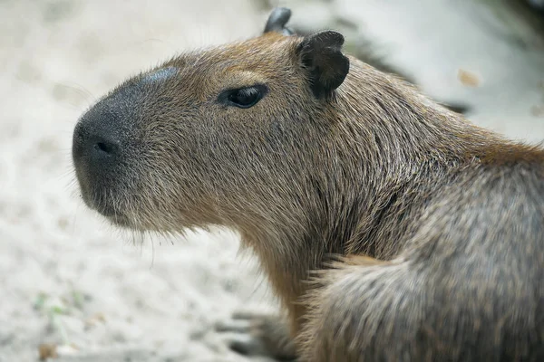 Närbild Porträtt Söt Capybara Hydrochoerus Hydrochaeris — Stockfoto