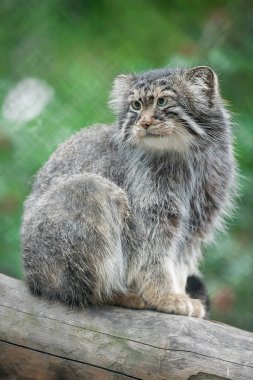 Pallas 'ın kedisi (Otocolobus manul). Manul, Orta Asya 'nın otlaklarında ve dağlık bozkırlarında yaşamaktadır. Şirin, tüylü yetişkin manulunun portresi. Avlanma içgüdüsü