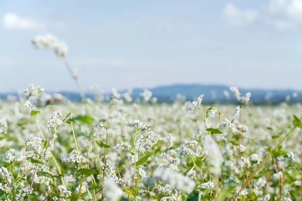Close White Blooming Flowers Buckwheat Fagopyrum Esculentum Growing Agricultural Field Stock Picture