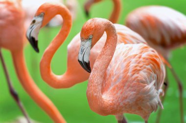 Amerikan flamingosu (Phoenicopterus ruber) veya Karayip flamingosu. Büyük kuş yaz tatilinin tadını çıkarıyor. Doğa yeşil arkaplan