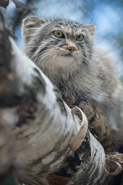 Kot Pallas Otocolobus Manul Manul Żyje Łąkach Stepach Górskich Azji — Zdjęcie stockowe