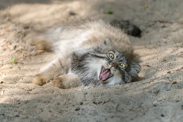 パラス キャット Otocolobus Manul マヌルは中央アジアの草原やモンタネの草原に住んでいます 気が狂った顔をして 灰色の猫のあくびの面白い肖像画 大人の男は砂の上に横たわっている — ストック写真