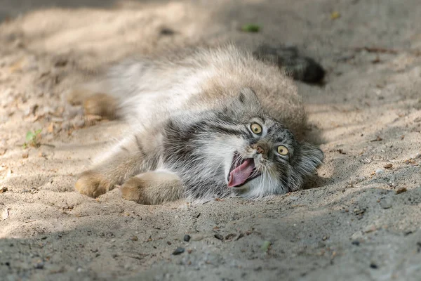 Chat Pallas Otocolobus Manul Manul Vit Dans Les Prairies Les Photos De Stock Libres De Droits